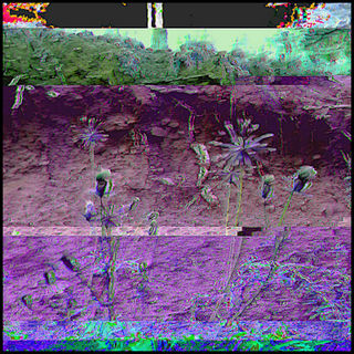 glitched photo of a dirt embankment with some flowers going to seed for autumn